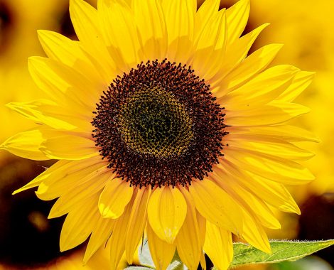 girasol